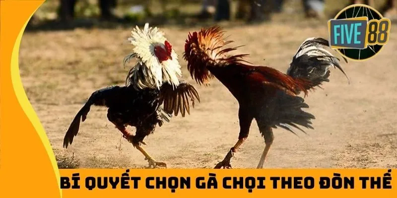 Bí quyết chọn gà chọi theo đòn thế