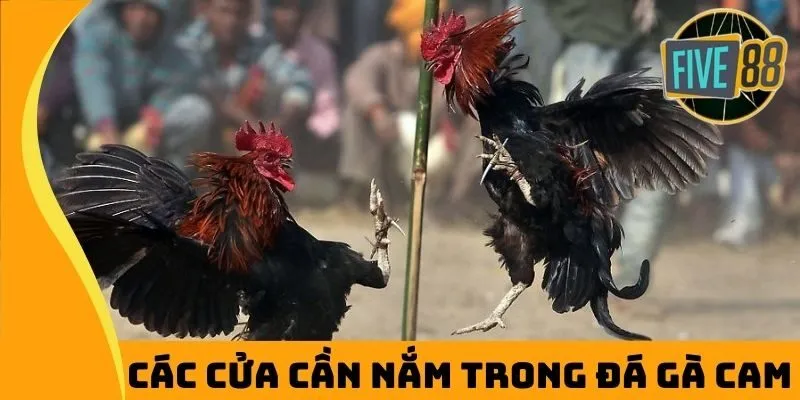 Các cửa cơ bản khi tham gia đá gà Cam