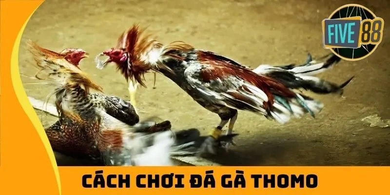 Cách chơi đá gà Thomo dễ thắng