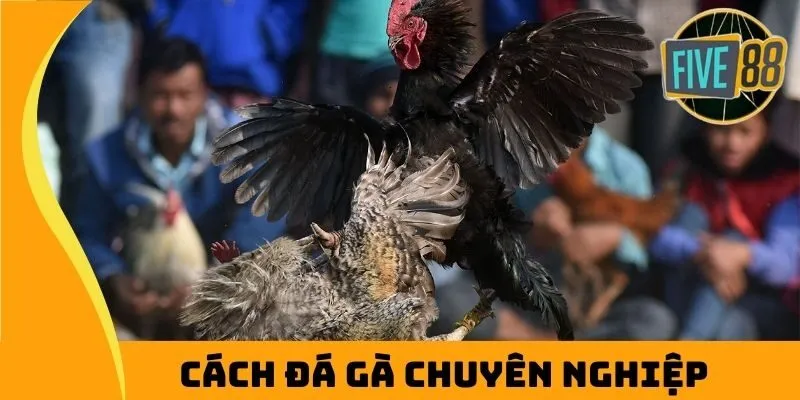 Cách đá gà chuyên nghiệp dành cho tân binh