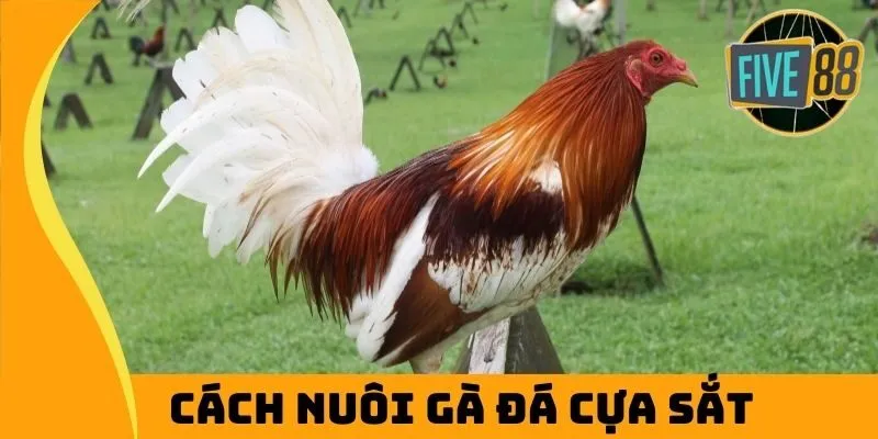 cách nuôi gà đá cựa sắt