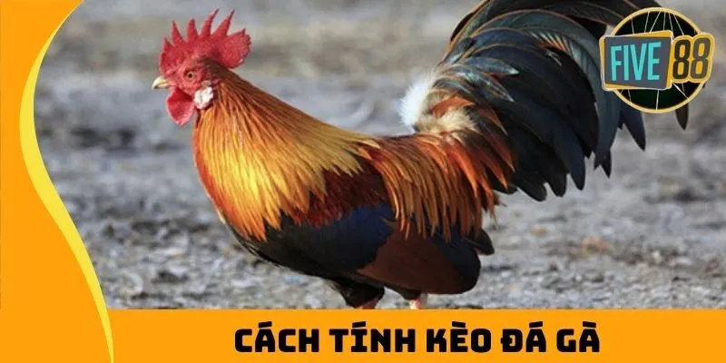 Bỏ túi một số chia sẻ hữu ích