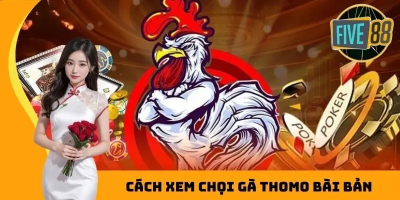 Cách xem chọi gà Thomo bài bản