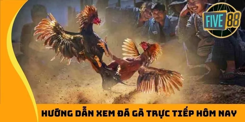 Quy trình xem đá gà trực tiếp hôm nay