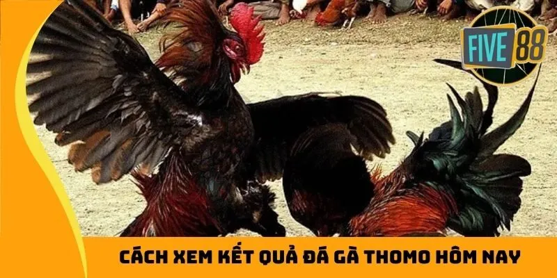 Cách xem kết quả đá gà Thomo hôm nay