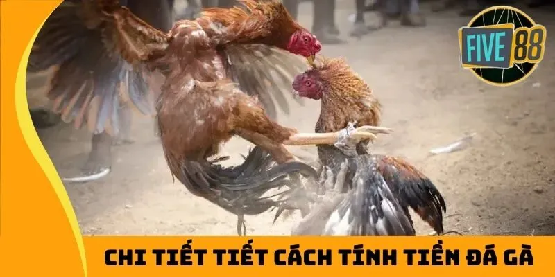 Chi tiết tiết cách tính tiền đá gà