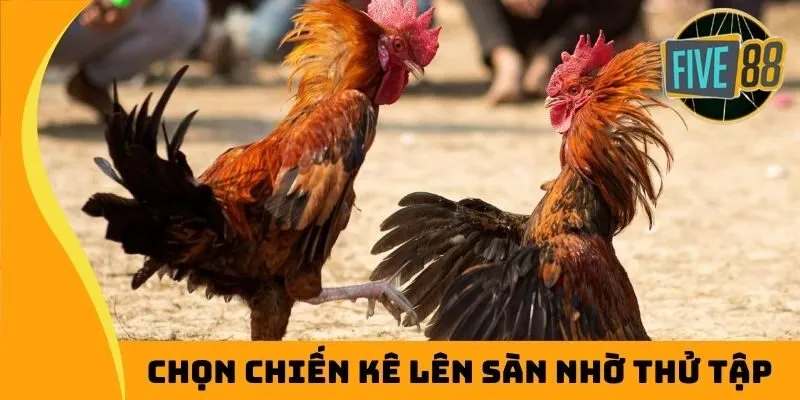 Chọn chiến kê lên sàn nhờ thử tập