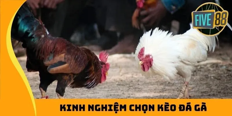 Chọn kèo phù hợp để có kết quả tốt