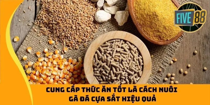 Cung cấp thức ăn tốt là cách nuôi gà đá cựa sắt hiệu quả