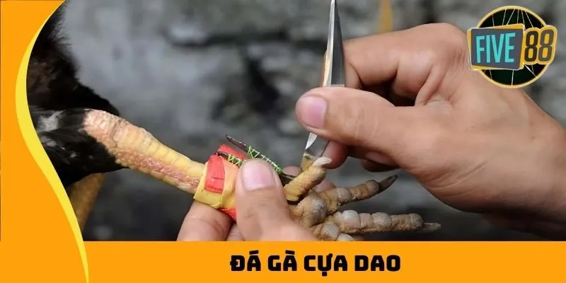 đá gà cựa dao