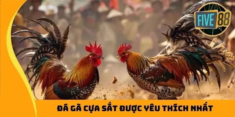 Đá gà cựa sắt được yêu thích nhất