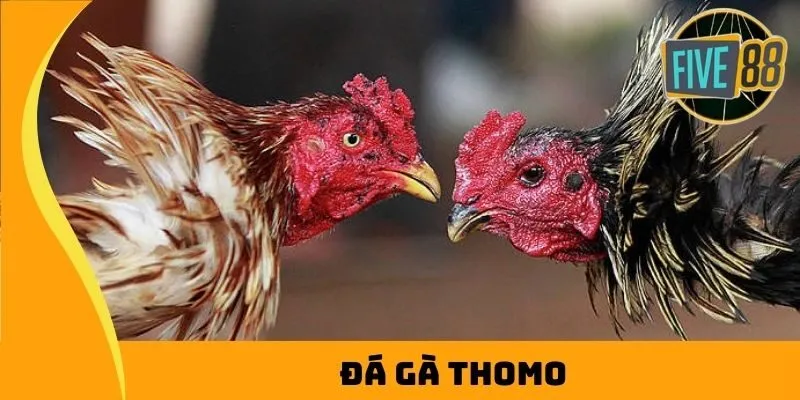 đá gà thomo