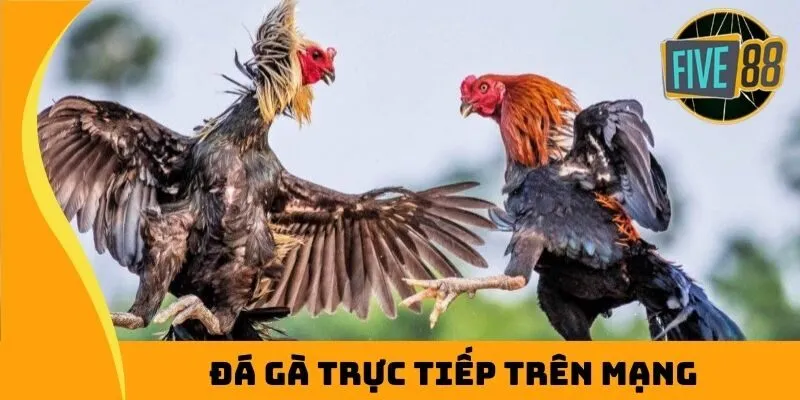 đá gà trực tiếp trên mạng