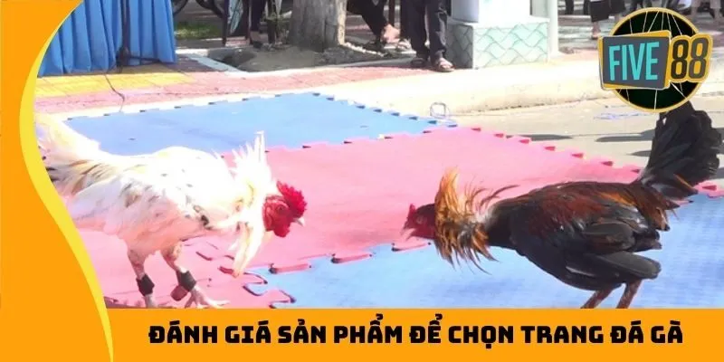 Đánh giá sản phẩm khi chọn trang đá gà