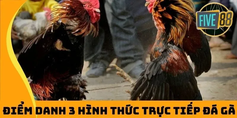 Điểm danh 3 hình thức trực tiếp đá gà