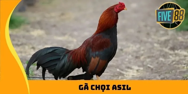 Gà chọi Asil