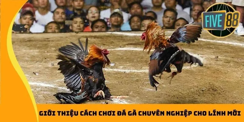 Giới thiệu cách chơi đá gà chuyên nghiệp cho lính mới