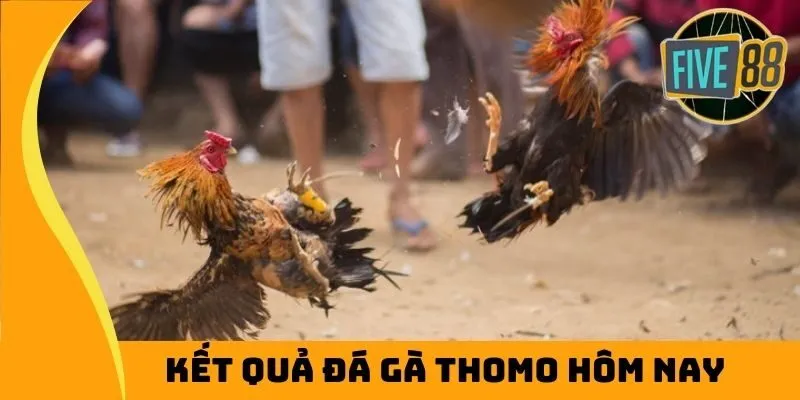 kết quả đá gà thomo hôm nay