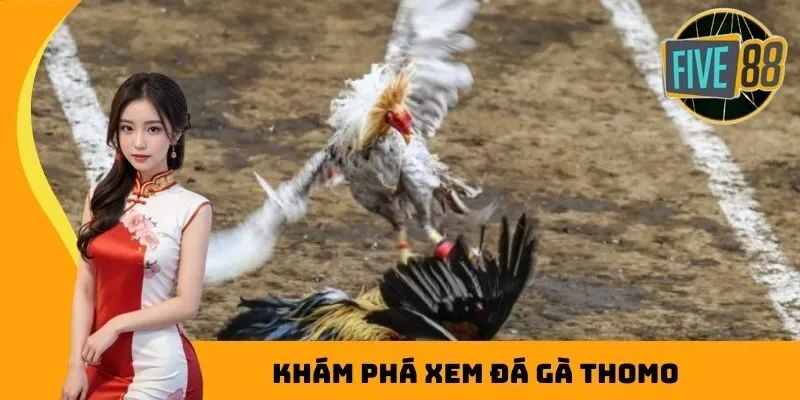 Khám phá xem đá gà Thomo