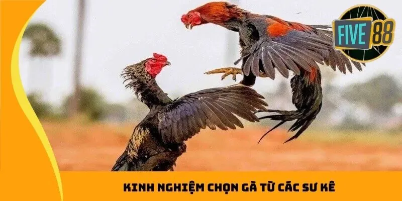 Kinh nghiệm chọn gà xịn từ các sư kê