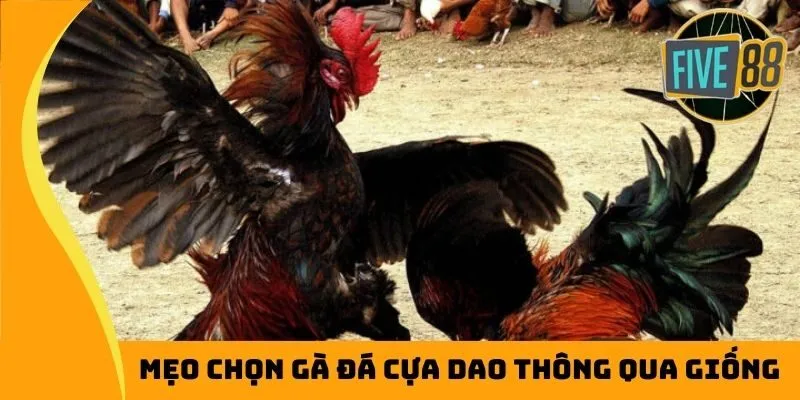 Mẹo chọn gà đá cựa dao thông qua giống