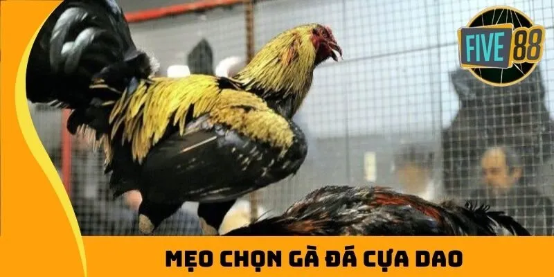 mẹo chọn gà đá cựa dao