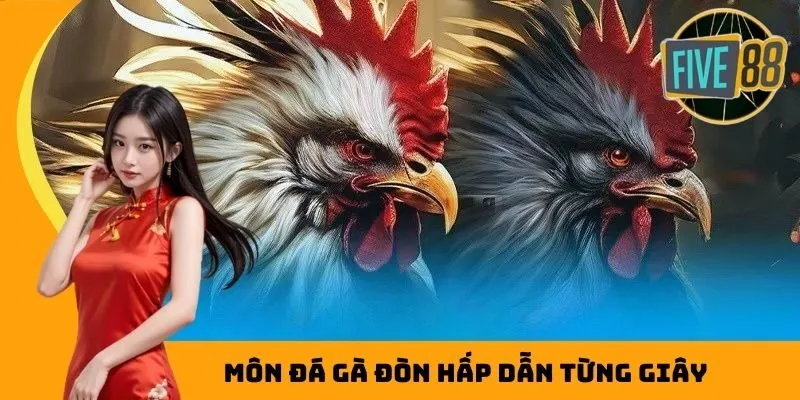 Môn đá gà đòn hấp dẫn từng giây