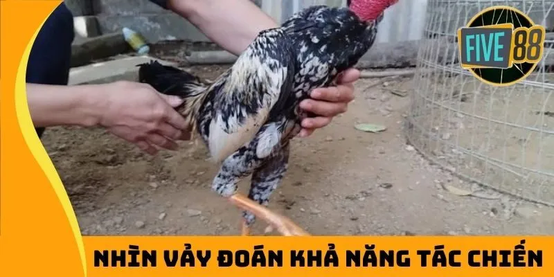 Nhìn vảy gà đoán khả năng tác chiến