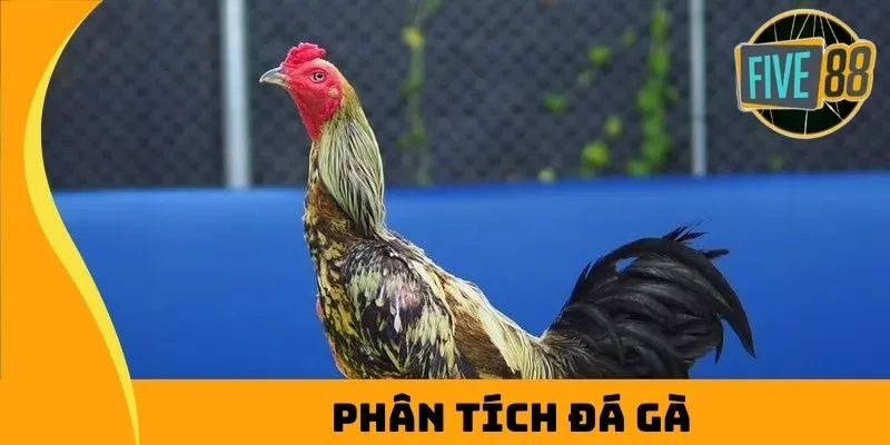 Bật mí top 5 cách phân tích đá gà hiệu quả nhất