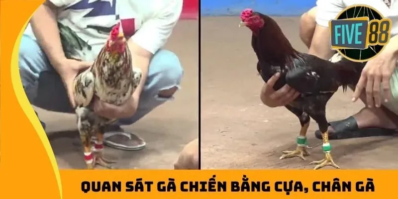 Quan sát gà chiến bằng cựa, chân gà