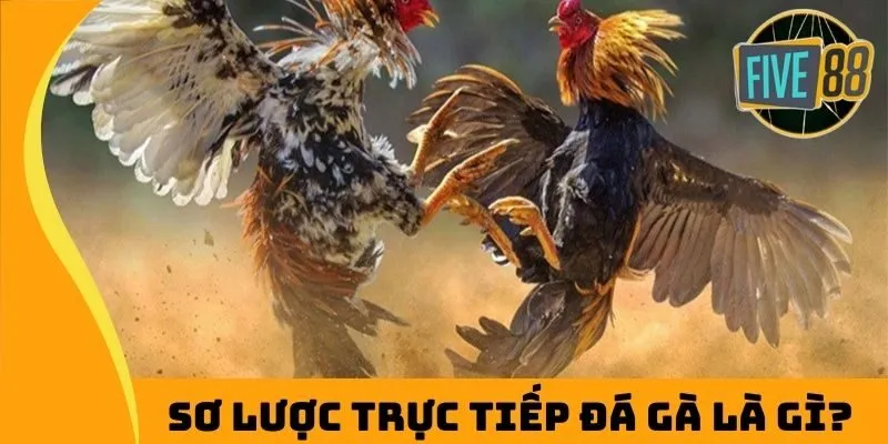 Sơ lược trực tiếp đá gà là gì?