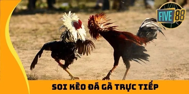 soi kèo đá gà trực tiếp