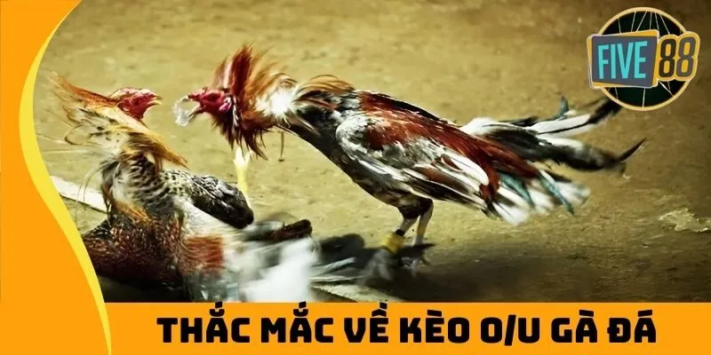 Thắc mắc về kèo O/U gà đá