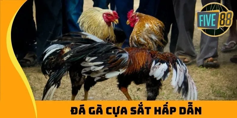 Thi đấu cựa sắt đầy hấp dẫn