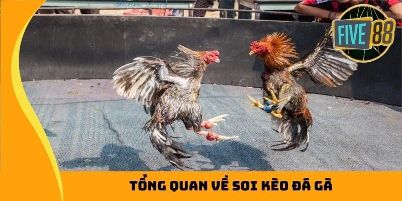 Tìm hiểu về soi kèo đá gà