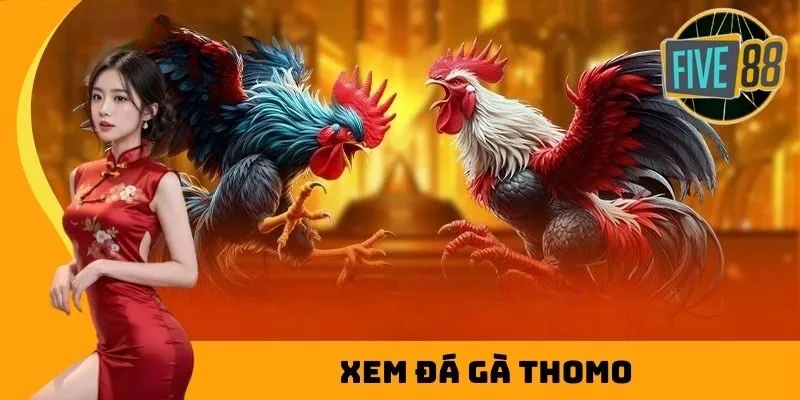 xem đá gà thomo