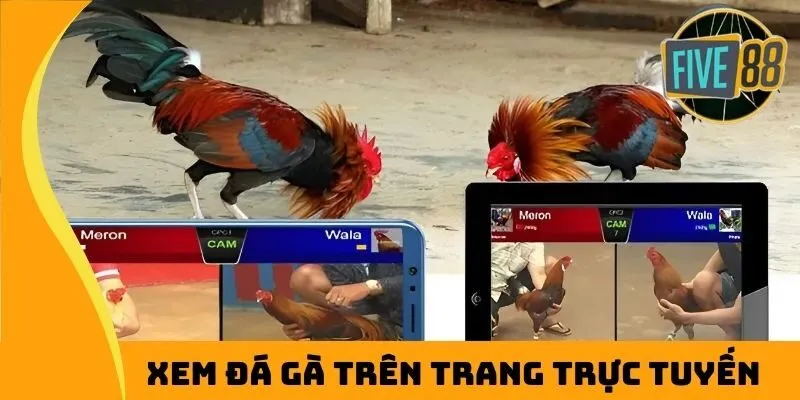 Xem đá gà trên trang trực tuyến